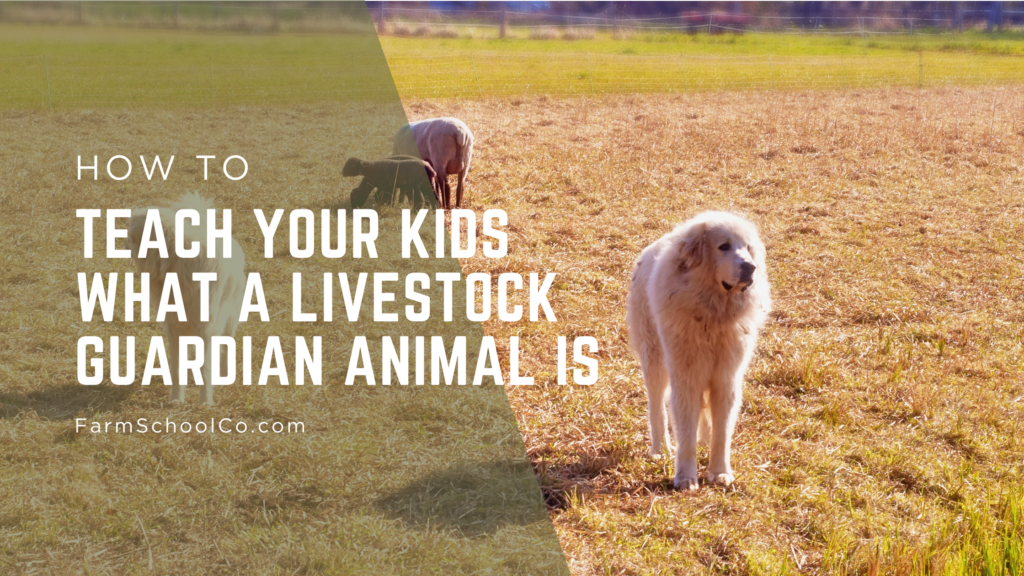 How to teach your kids what a Livestock Guardian Animal is.