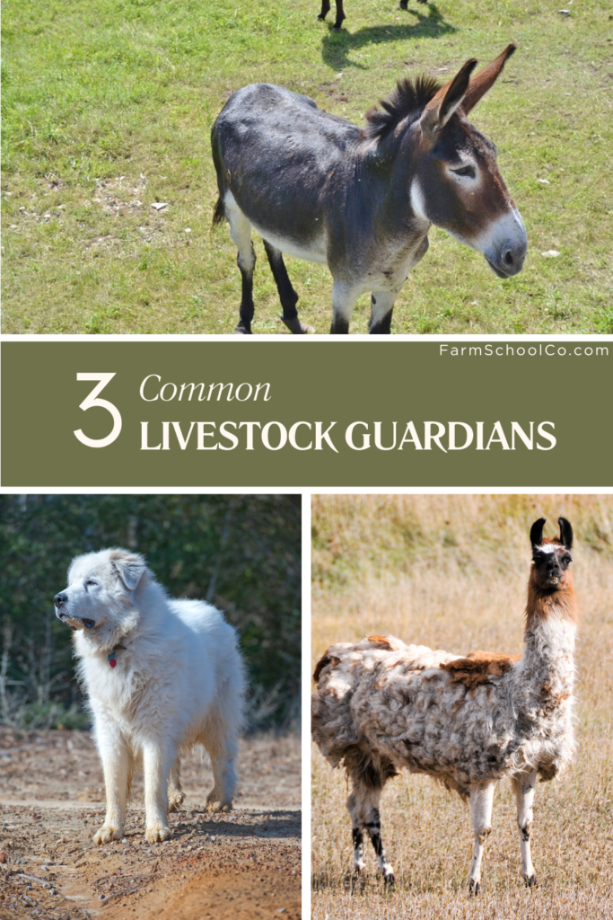 3 Common Livestock Guardians. Donkey, Dog, Llama