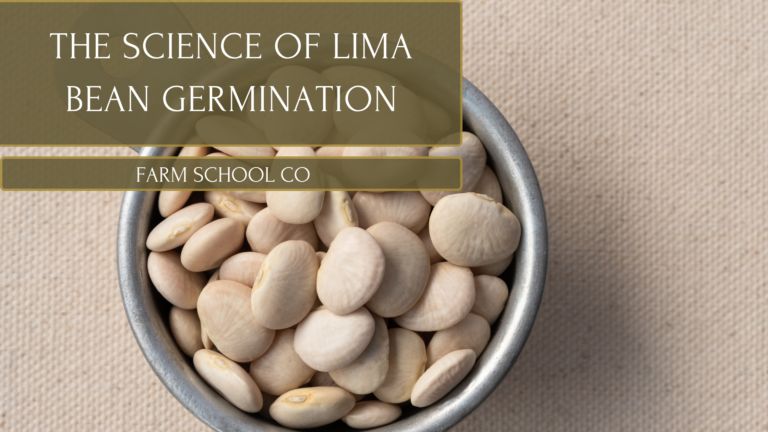 The Magic Beneath the Surface: The Science of Lima Bean Germination