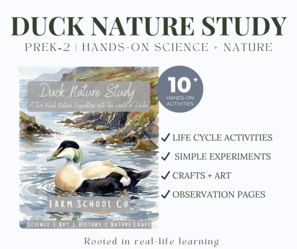 Duck Nature Study | A Two-Week Nature Expedition for Ages 4–8