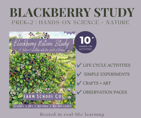 Blackberry Nature Study | Charlotte Mason Science Unit for Ages 4–8 | Farm School Co.