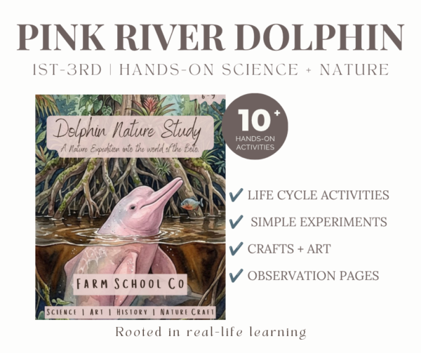 Dolphin Nature Study